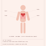 Human Body Poster