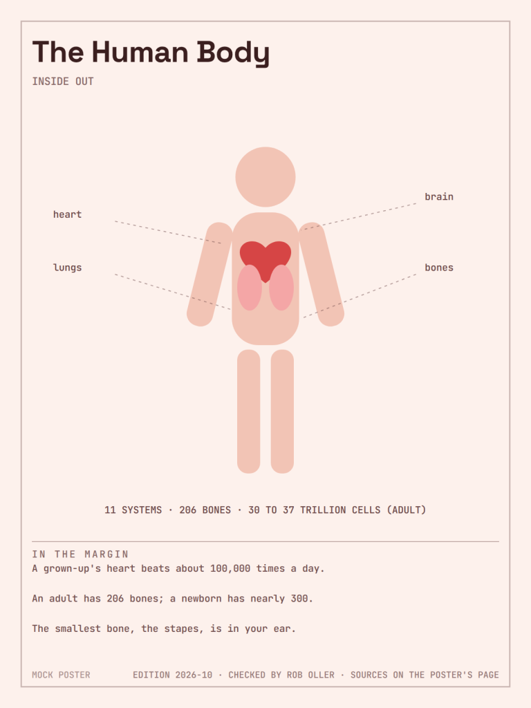 Human Body Poster