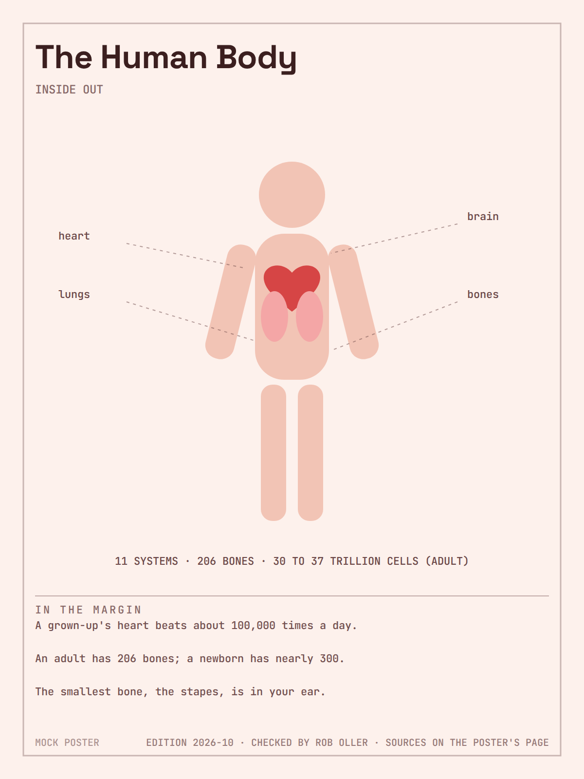 Human Body Poster
